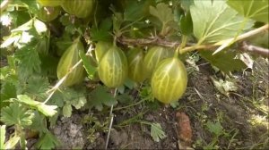 ЗЕЛЕНЫЙ БУТЫЛОЧНЫЙ  снова удивляет.... Поговорим о нем и  немножко о ТИКСИИ....