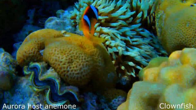 Aurora host anemone (Heteractis aurora) and Red Sea clownfish (Amphiprion bicinctus) смотреть онлайн