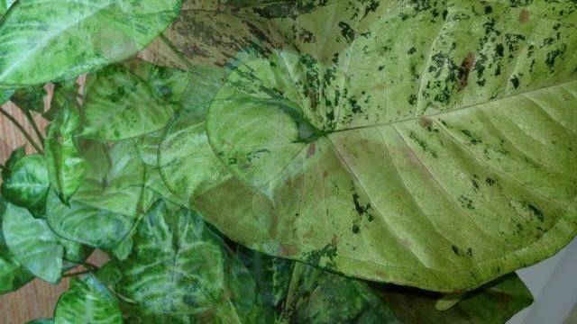 Опасный и прекрасный сингониум. Приметы и суеверия о сингониуме. смотреть онлайн