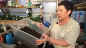 Гортензия Сбежавшая невеста, уход, хранение, хлороз, черенки...