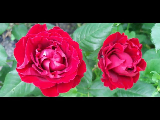 С праздником, Богини! смотреть онлайн