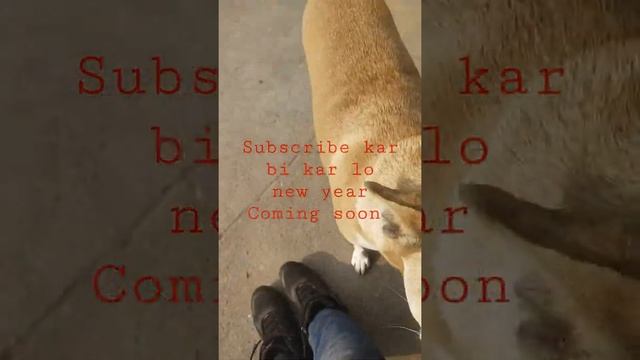 Dog fighters| Street Dog Fighters| Dog Fighting Style#short #goldylovestella #youtubeshorts смотреть онлайн