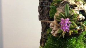 Schoenorchis fragrance , мох на орхидеях?