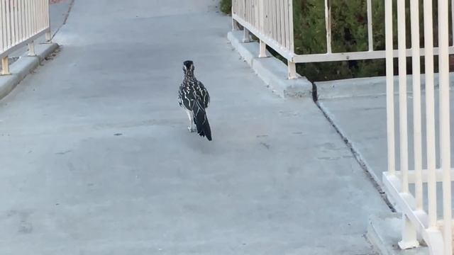 ГРАНД  КАНЬОН В МИРЕ ЖИВОТНЫХ ДОРОЖНЫЙ БЕГУН(калифорнийская кукушка)Road Runner