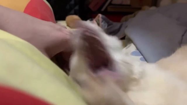 cute fennec fox-share fennec fox funny in life смотреть онлайн