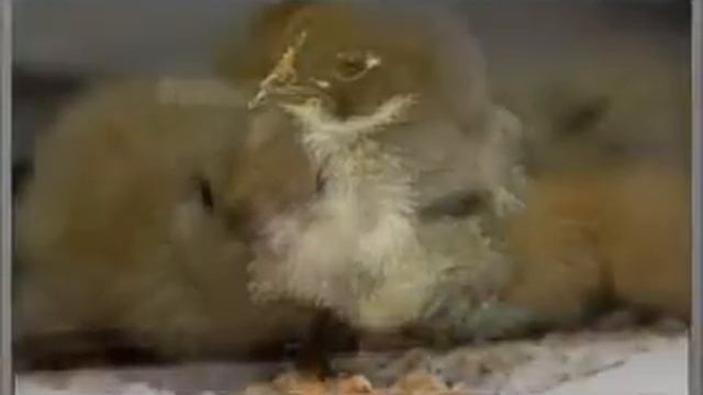 Мои цыплята смотреть онлайн