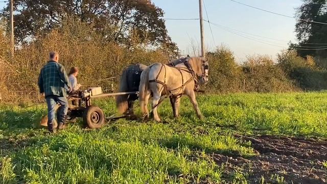 Horse Ploughing Percheron