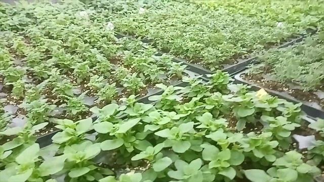 Евро маточник однолетних для Рассадного БИЗНЕСА ? . Как ухаживать? смотреть онлайн