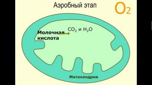 Синтез АТФ/ Общая биология/ 10 класс/