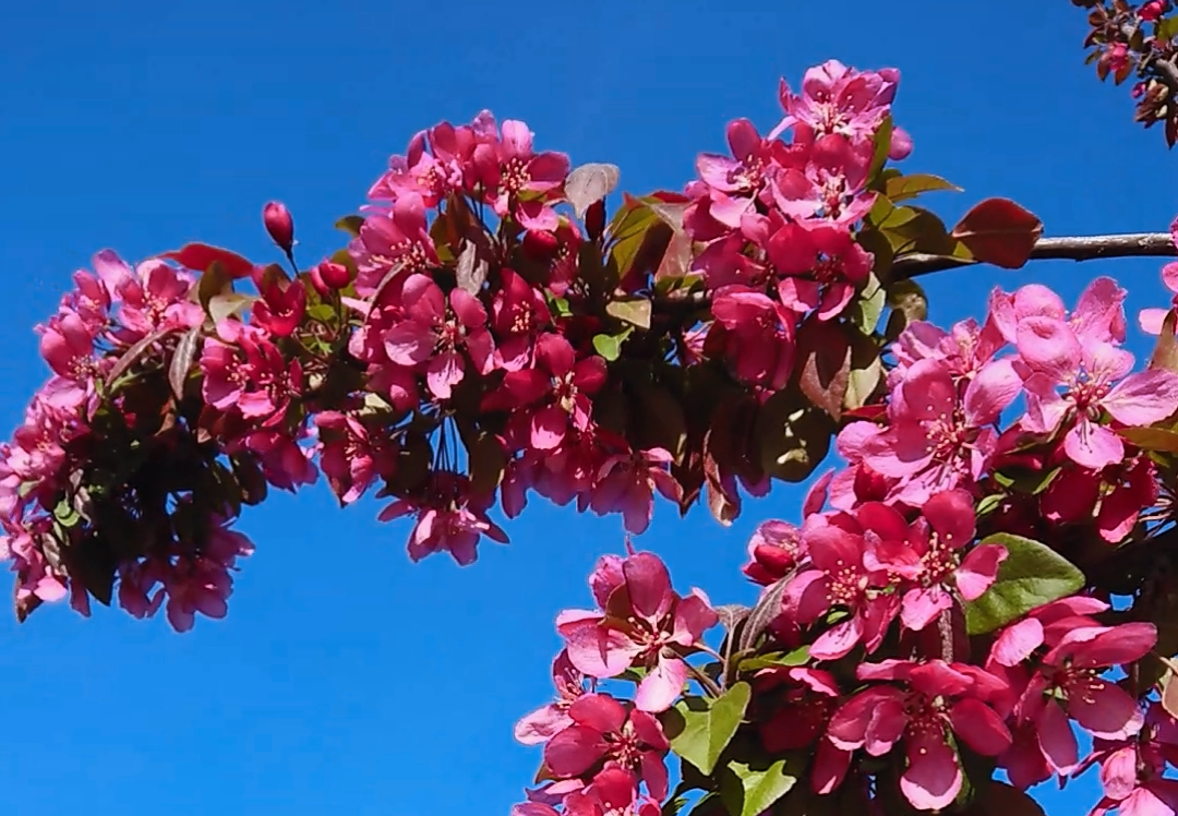 ? Яблоньки цветут красой природы ? прелесть и вдохновение! Прекрасная музыка - Александр Скрябин смотреть онлайн