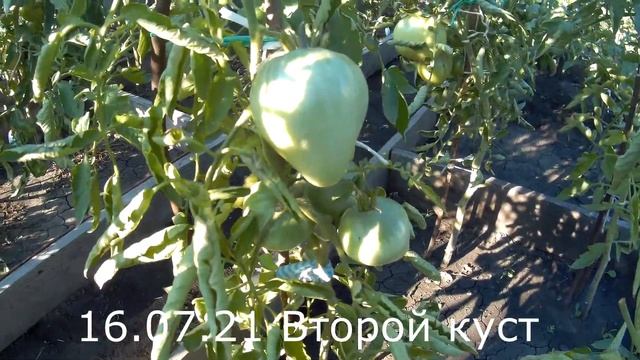 Томат Сердце буйвола. 2021 Томаты в открытом грунте. смотреть онлайн