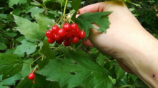 После вырубки американского клёна смотреть онлайн