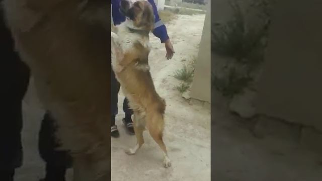 Устюртская (Айтжан) смотреть онлайн