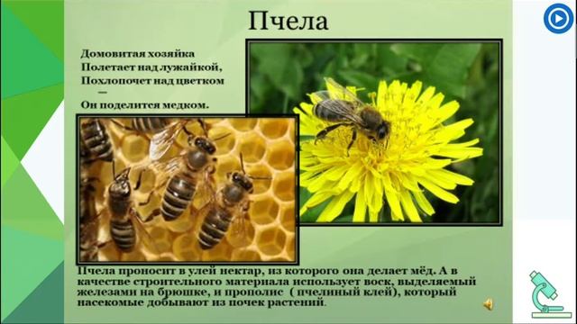 Многообразие насекомых Биология 7 класс смотреть онлайн