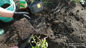 САЖАЕМ ПЛЕТИСТУЮ РОЗУ! САЖАЕМ РОЗУ В ОТРЫТЫЙ ГРУНТ ОСЕНЬЮ!