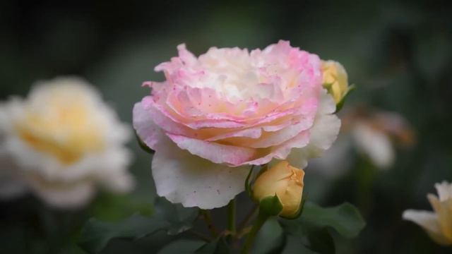 послушайте эту музыку и вам станет легче 🌸Нежная музыка, успокаивает нервную систему радует душу #1 смотреть онлайн