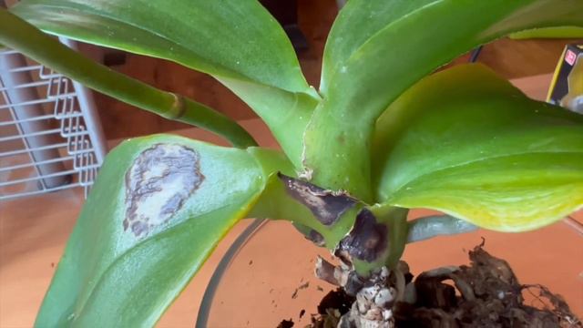 How To Spray Phalaenopsis Orchid Growing In A Jar #orchids #Phalaenopsis #POGUSA смотреть онлайн