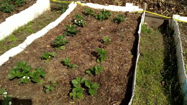 07 мая 2018 Работаем на клубнике(продолжение) смотреть онлайн