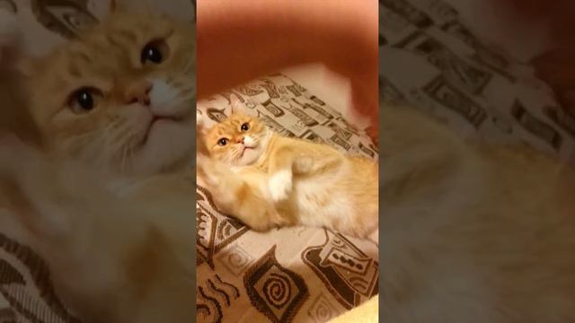 Кот, который знает слово "нельзя" смотреть онлайн