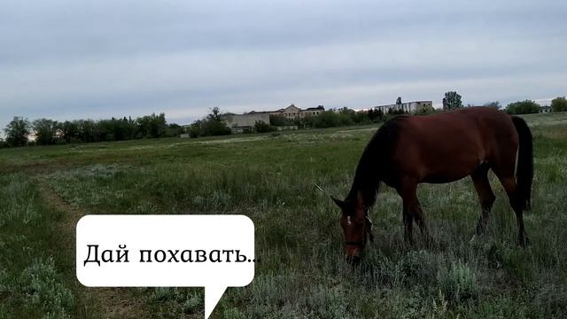 День рождение Афины , вкусняшки , лошади смотреть онлайн