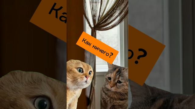 Котики в тренде 😻 #смешныеистории #юмор #смешныекотики #мемы смотреть онлайн