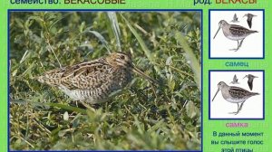 Дупель. Голоса птиц