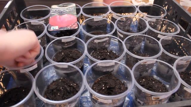 Посадка помидор . Самый простой и проверенный способ посева семян .