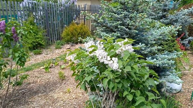 Обзор сада в мае. Часть 2. Декоративные уголки сада. смотреть онлайн