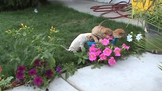Sharpei Puppies born on the 19th of June смотреть онлайн