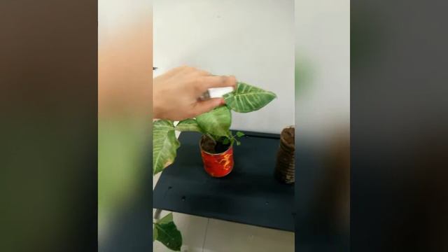 Syngonium(arrow Head) Plant, Propagation, Care Tips, Hamara Sidha Sadha Bacha 😂 #indoorplant