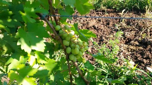 20160720 Виноград Спонсор смотреть онлайн