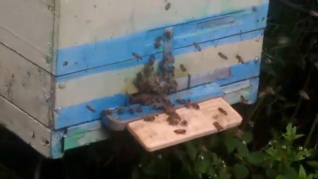 Пчелы после переезда с выездной пасеки смотреть онлайн