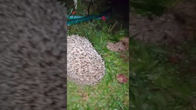 ЧТО ТАК НАПУГАЛО ЕЖА? ЁЖИК ИЗДАЕТ СТРАННЫЕ ЗВУКИ на ДАЧЕ смотреть онлайн