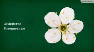 Класс Двудольные растения  Семейства Крестоцветные и Розоцветные