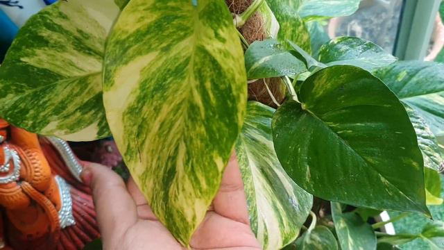 Top 10 beautiful indoor plants/घर के अंदर चलने वाले सुन्दर पौधे/Indoor garden смотреть онлайн