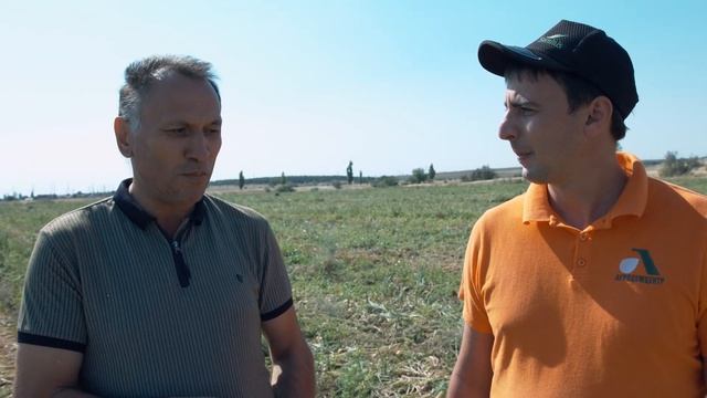 Лук Кэнди F1 Seminis смотреть онлайн