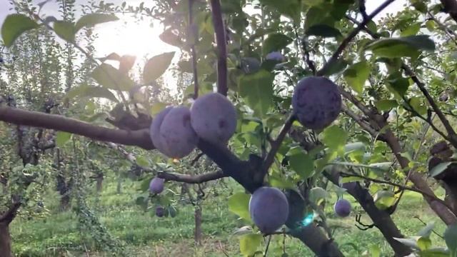 В АРХИПО-ОСИПОВКУ НА СУТКИ/Где купить местные персики/Сливовые сады смотреть онлайн