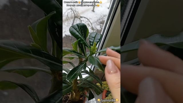 Адениум из семян Алиэкспресс заложил бутоны! Уиии! Скоро узнаем что же присылают из Китая.