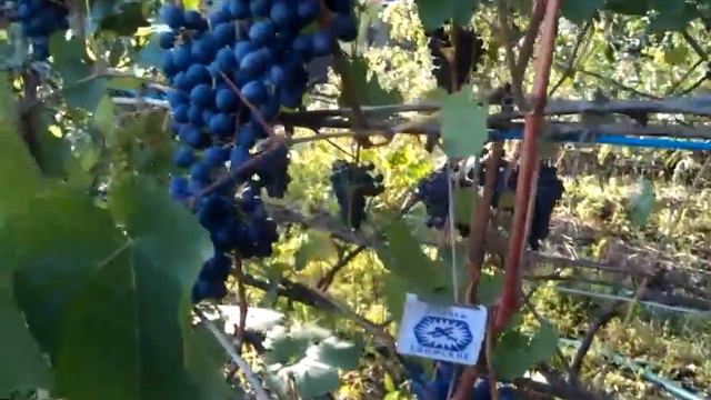 виноград Марина Насырова Уфа.3gp смотреть онлайн