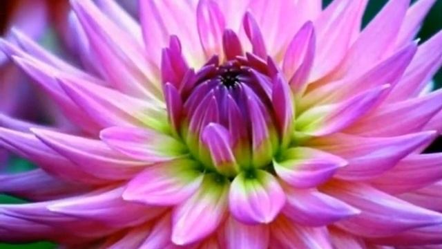 НЕСКАЗАННОЙ КРАСОТЫ ЭТИ ЛЕТНИЕ ЦВЕТЫ ! смотреть онлайн