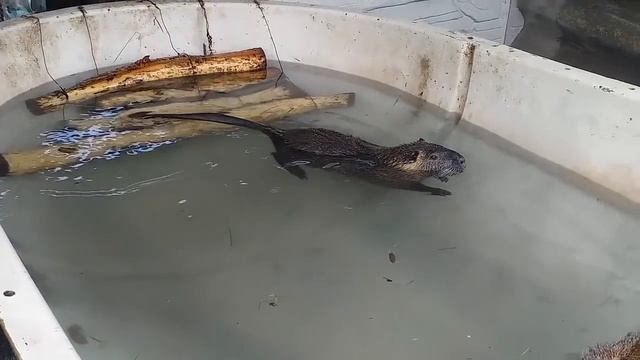 Нутрия домашнее содержание.Летний лагерь для нутряшек. смотреть онлайн