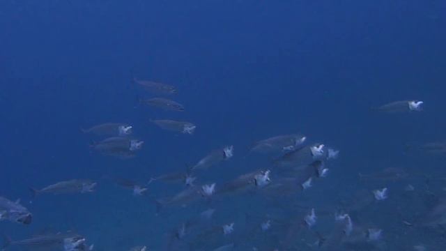 южно-азиатская тропическая скумбрия Indian mackerel Rastrelliger kanagurta смотреть онлайн