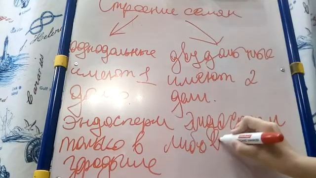 СТРОЕНИЕ СЕМЕНИ - БИОЛОГИЯ 6 КЛАСС смотреть онлайн