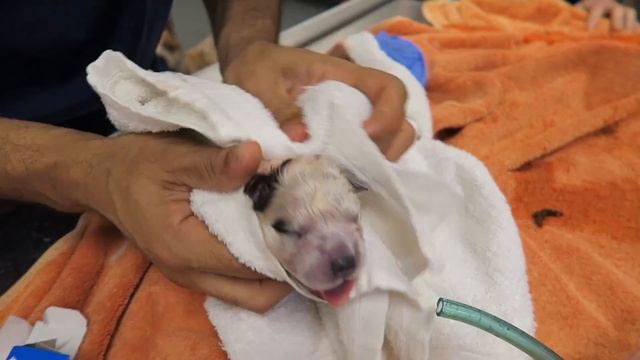 Vet Emergency: Stuck Puppy Dystocia смотреть онлайн