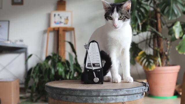 Funny cats play with metronom, say hello to Lucy & Mina #wittner #cat #metronom смотреть онлайн