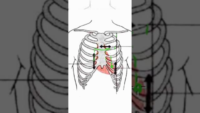 скелетотопия сердца#анатомия#медицина смотреть онлайн