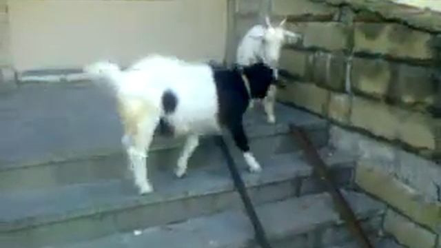 две казы на погрн заставе.......... смотреть онлайн