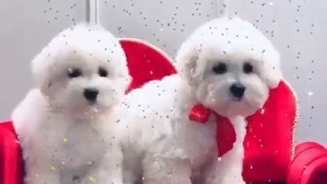 Очаровательные щеночки Бишон Фризе смотреть онлайн