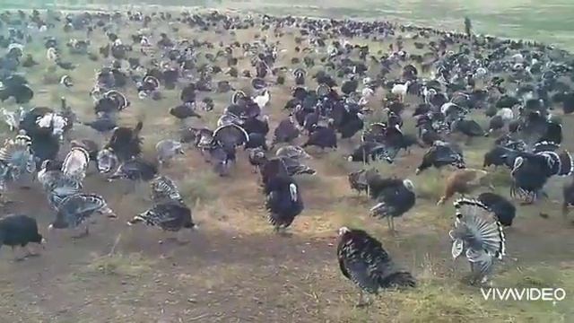 Это бизнес Город Шымкент