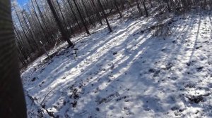 Охота на соболя с лайками. Промысел продолжается. Часть 2
